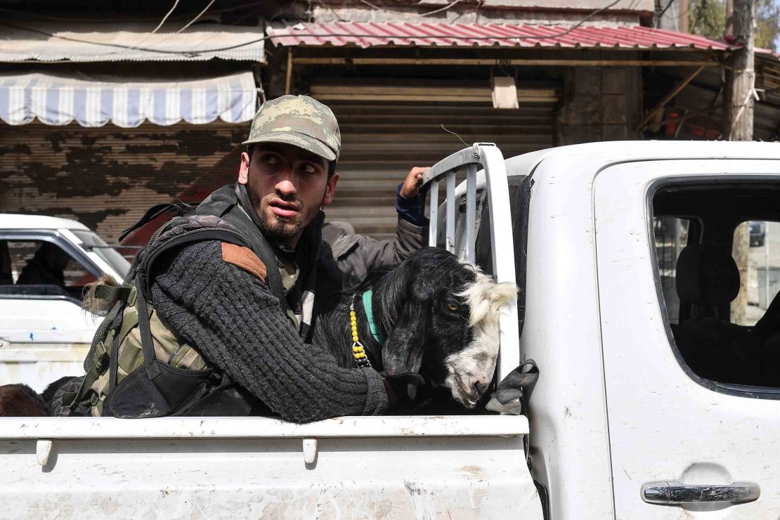 A  fighter rides in the back of a pickup truck with looted livestock.