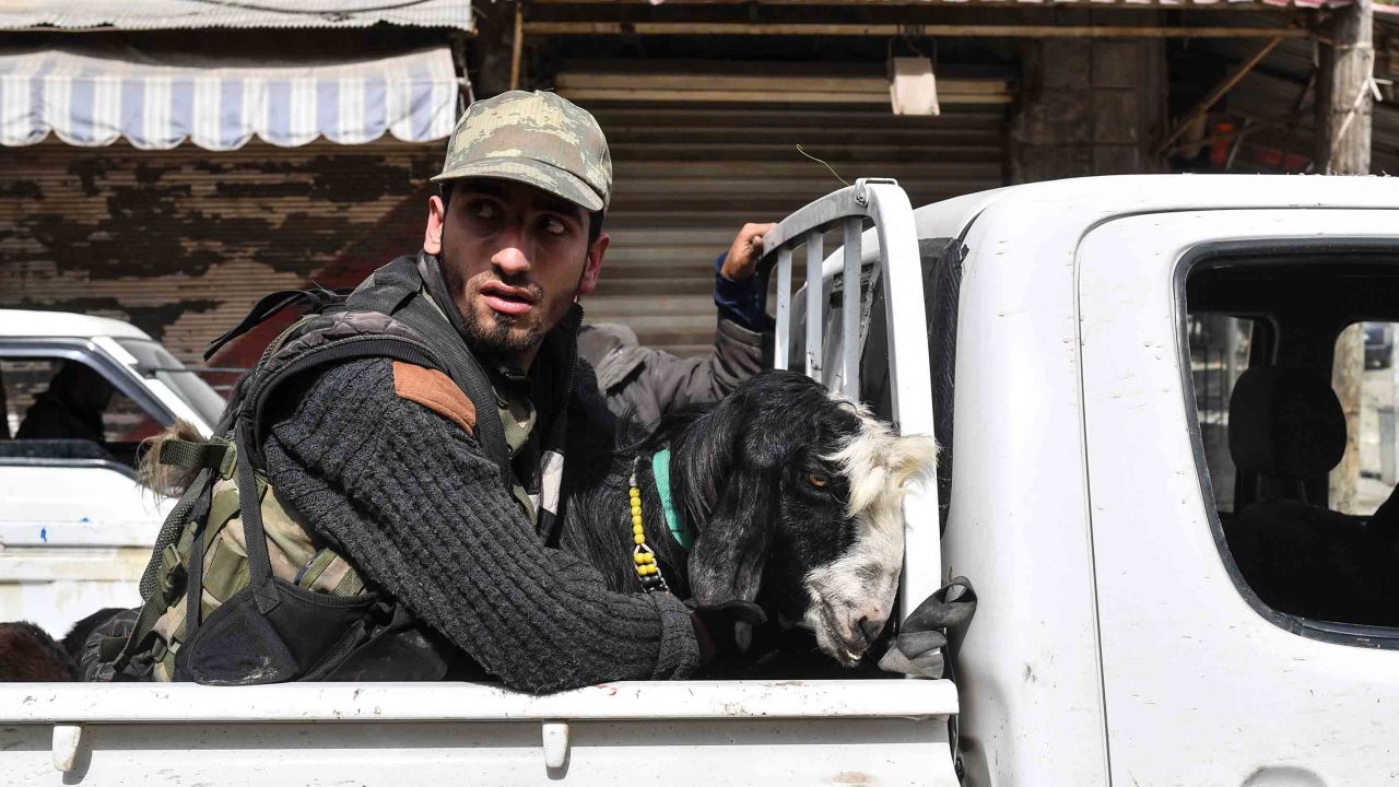 A fighter rides in the back of a pickup truck with looted livestock.