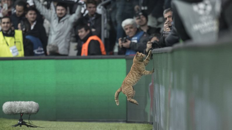 A cat jumps onto an advertisement board during a Champions League soccer match in Istanbul on Wednesday, March 14.