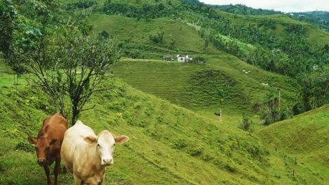 The hills that had turned muddy brown in Maria are lush and green again.