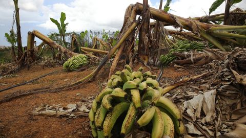 Crops are seen knocked over by the winds of Hurricane Maria on October 2, 2017 in Corozal.
