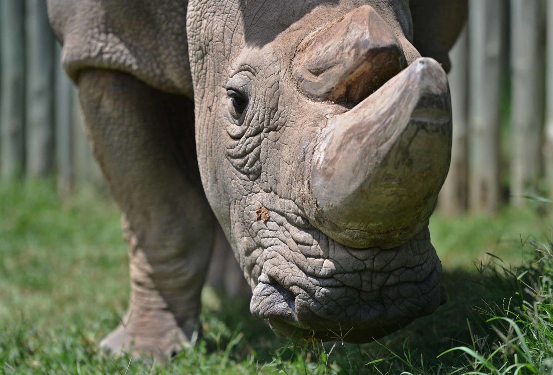 Sudan, the world's last male northern white rhino, died at 45.