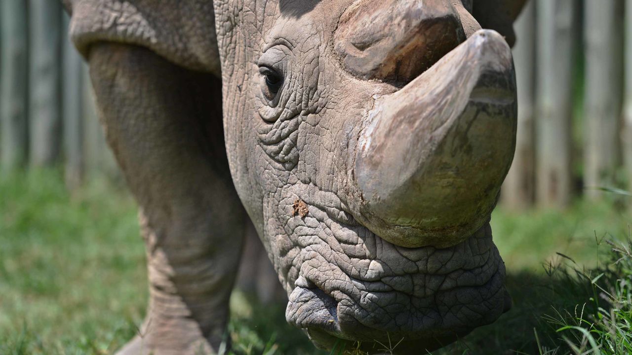 TO GO WITH AFP STORY BY NICOLAS DELAUNAY
Sudan, the last known male of the northern white rhinoceros subspecies, grazes in his paddock on December 5, 2016, at the Ol Pejeta conservancy in Laikipia County -- at the foot of Mount Kenya -- that is home to the planet's last-three northern white rhinoceros.
As 2016 draws to an end, awareness of the devastation of poaching is greater than ever and countries have turned to high-tech warfare -- drones, night-goggles and automatic weapons -- to stop increasingly armed poachers. According to the International Union for Conservation of Nature (IUCN), at the African Black market, rhino horn sells for up to 60,000 USD (57,000 euros) per kilogram -- more than gold or cocaine -- and in the last eight years alone roughly a quarter of the world population has been killed in South Africa, home to 80 percent of the remaining animals. / AFP / Tony KARUMBA        (Photo credit should read TONY KARUMBA/AFP/Getty Images)