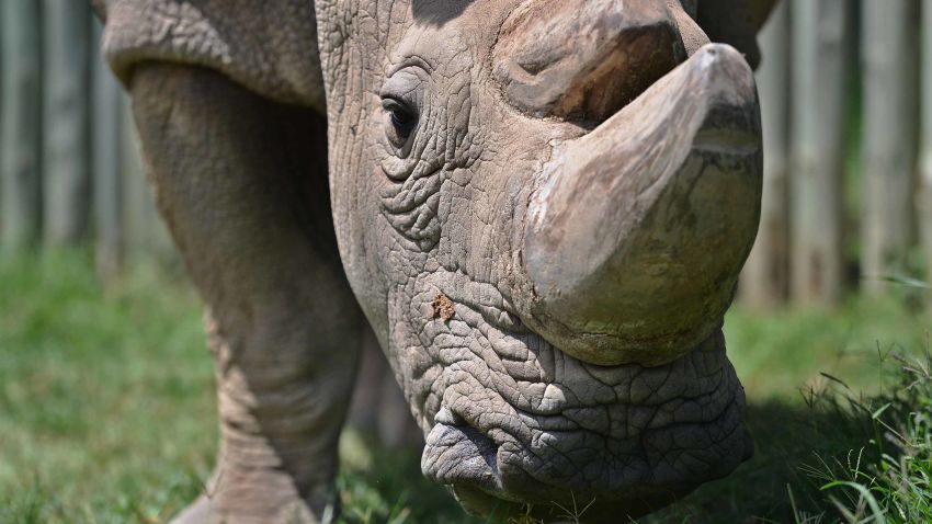 TO GO WITH AFP STORY BY NICOLAS DELAUNAY
Sudan, the last known male of the northern white rhinoceros subspecies, grazes in his paddock on December 5, 2016, at the Ol Pejeta conservancy in Laikipia County -- at the foot of Mount Kenya -- that is home to the planet's last-three northern white rhinoceros.
As 2016 draws to an end, awareness of the devastation of poaching is greater than ever and countries have turned to high-tech warfare -- drones, night-goggles and automatic weapons -- to stop increasingly armed poachers. According to the International Union for Conservation of Nature (IUCN), at the African Black market, rhino horn sells for up to 60,000 USD (57,000 euros) per kilogram -- more than gold or cocaine -- and in the last eight years alone roughly a quarter of the world population has been killed in South Africa, home to 80 percent of the remaining animals. / AFP / Tony KARUMBA (Photo credit should read TONY KARUMBA/AFP/Getty Images)