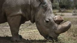 In this photo taken Wednesday, May 3, 2017, Sudan, the world's last male northern white rhino grazes at the Ol Pejeta Conservancy in Laikipia county in Kenya. Sudan has died after "age-related complications" researchers announced Tuesday, saying he "stole the heart of many with his dignity and strength." (AP Photo)