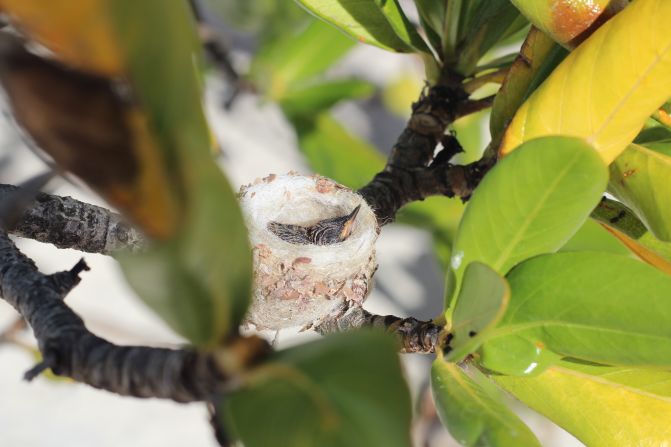 <strong>Baby bird: </strong>A tiny bird is tucked tightly in its nest in a tree next to the Barracuda Beach Bar in Whitby, North Caicos.