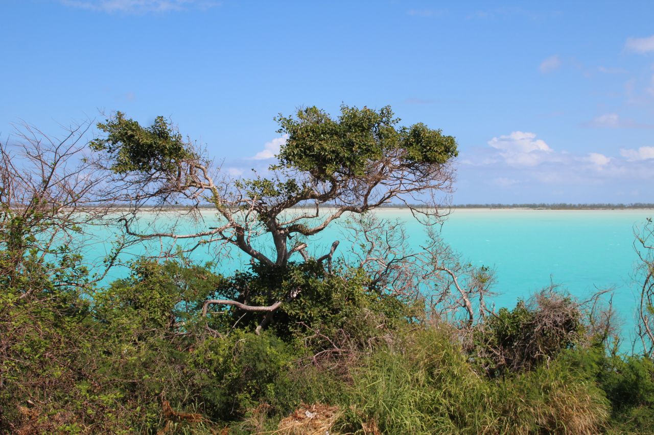 <strong>Bottle Creek Lagoon: </strong>The impossibly aqua Bottle Creek Lagoon is one of the more eye-catching spots in the Turks and Caicos. The lagoon is very shallow, ideal for kayaking and stand-up paddleboarding.