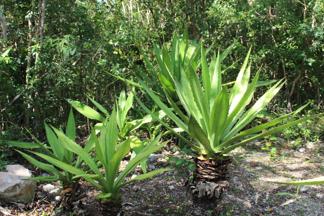 <strong>Sisal: </strong>Sisal was one of the crops cultivated on the plantation. Fiber from the plants was used to make rope.