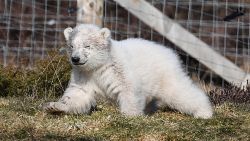The Highland Wildlife Park's new polar bear cub