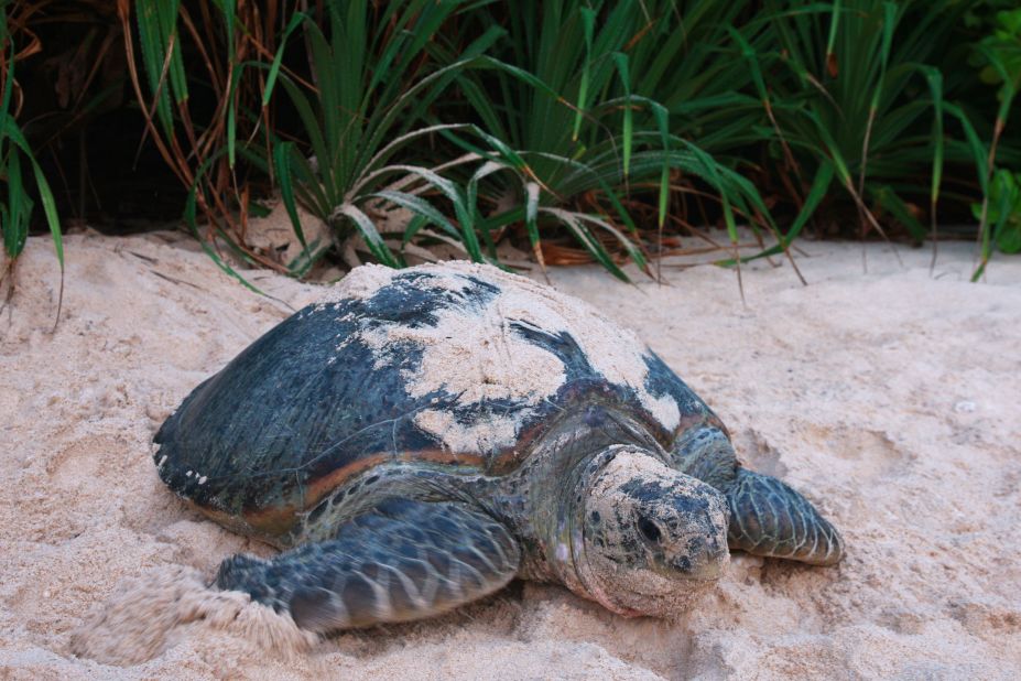 <strong>Con Dao Islands: </strong>Sitting pretty off the southeast coast of Vietnam, the Con Dao archipelago is loved for its colorful coral reefs, diving sites and clean beaches -- some of which double as turtle nesting sites between June and September. When it comes to accommodations, <a href="http://www.sixsenses.com/resorts/con-dao" target="_blank" target="_blank">Six Senses Con Dao</a> provides an environmentally sensitive homebase in the heart of this natural wonderland.