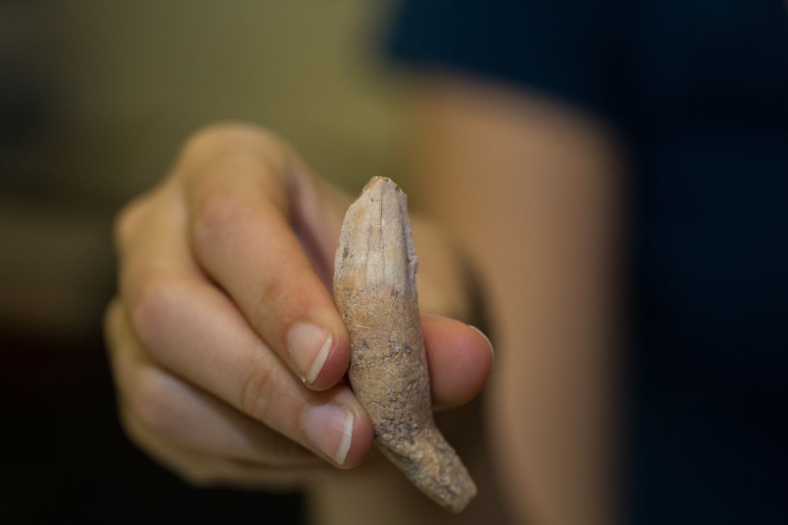 Sharpe holds a jaguar tooth discovered at Ceibal