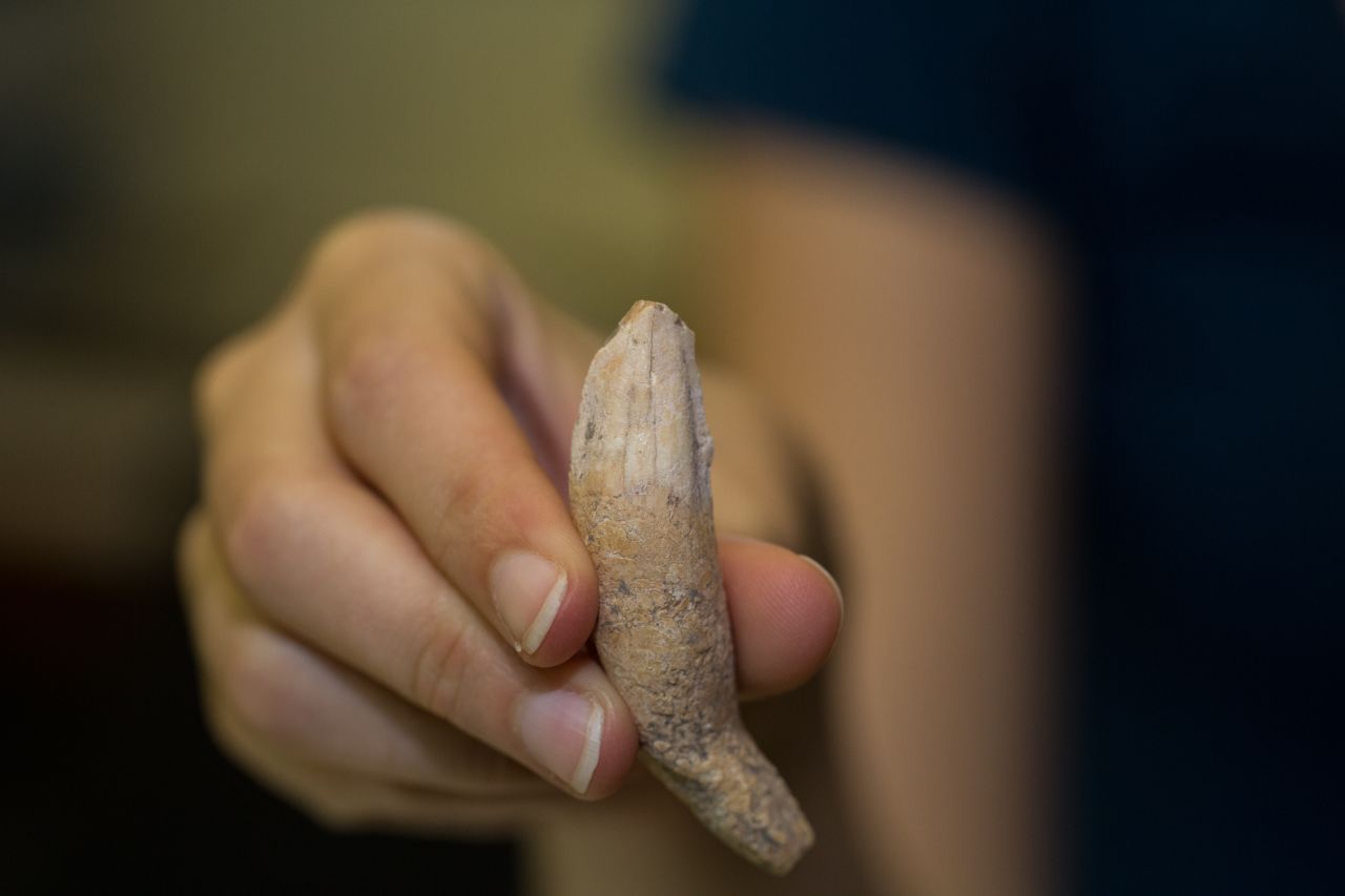 This wild cat tooth most probably belonged to a jaguar. Researchers found that it was fully grown, and had likely eaten corn its whole life. This suggests it was kept in captivity, most likely for ceremonial purposes, as jaguars were revered in Maya society.