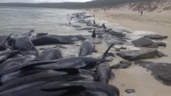 More than 150 pilot whales beached themselves on the west coast of Australia, and despite efforts to rescue them, the vast majority died, the Australia Parks and Wildlife Service announced Friday.