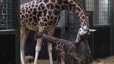 baby giraffe