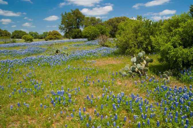 <strong>Hill Country: </strong>Located just north of San Antonio, the celebrated Texas Hill Country boasts some of the only lush hills in the entire state, as well as dude ranches, recreational lakes, rodeos and historic towns. 