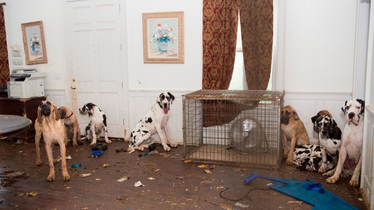 Some 70 Great Danes were rescued from a suspected puppy mill last June  in New Hampshire.