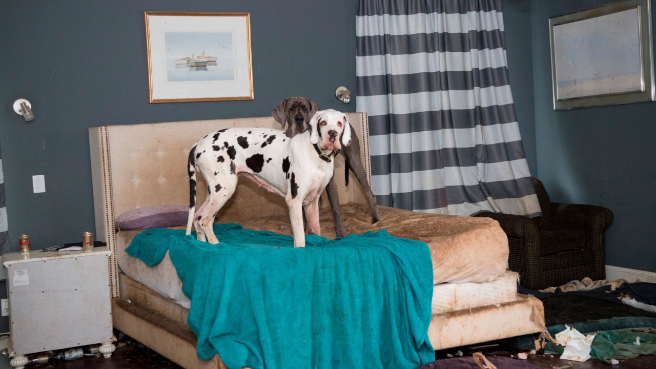 The Humane Society of the United States worked with police to rescue the Great Danes.