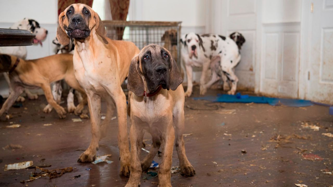 After seizing the dogs, HSUS set up a makeshift shelter in New Hampshire to care for them.