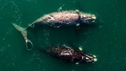 HERMANUS, SOUTH AFRICA - AUGUST 2016: There are now an estimated 12,000 southern rights in the Southern hemisphere as compared to the original population of 100,000, August, 2016, Hermanus, South Africa.

This is the breathtaking moment 80 tonne Southern Right Whales engage with scuba divers during their yearly migration through South Africa. Diving tour operator Rainer Schimpf was fortunate enough to capture the underwater and aerial footage using a special filming permit following a successful expedition with the whales in 2015. Schimpf and his team were able to document the whales in Humanus, 200km east of Cape Town, and this year their aim was to see how the whales behaved.