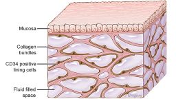 The interstitium is seen here beneath the top layer of skin, but is also in tissue layers lining the gut, lungs, and urinary systems, as well as those surrounding blood vessels and the fascia between muscles. It is a body-wide network of interconnected, fluid-filled compartments supported by a meshwork of strong, flexible proteins.