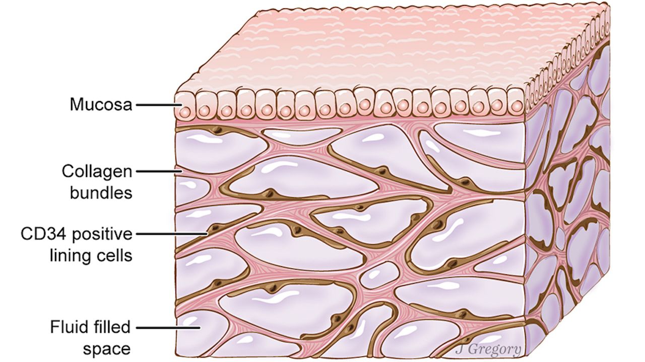 The interstitium is seen here beneath the top layer of skin but is also in tissue layers lining the gut, lungs and urinary systems, as well as those surrounding blood vessels and the fascia between muscles.