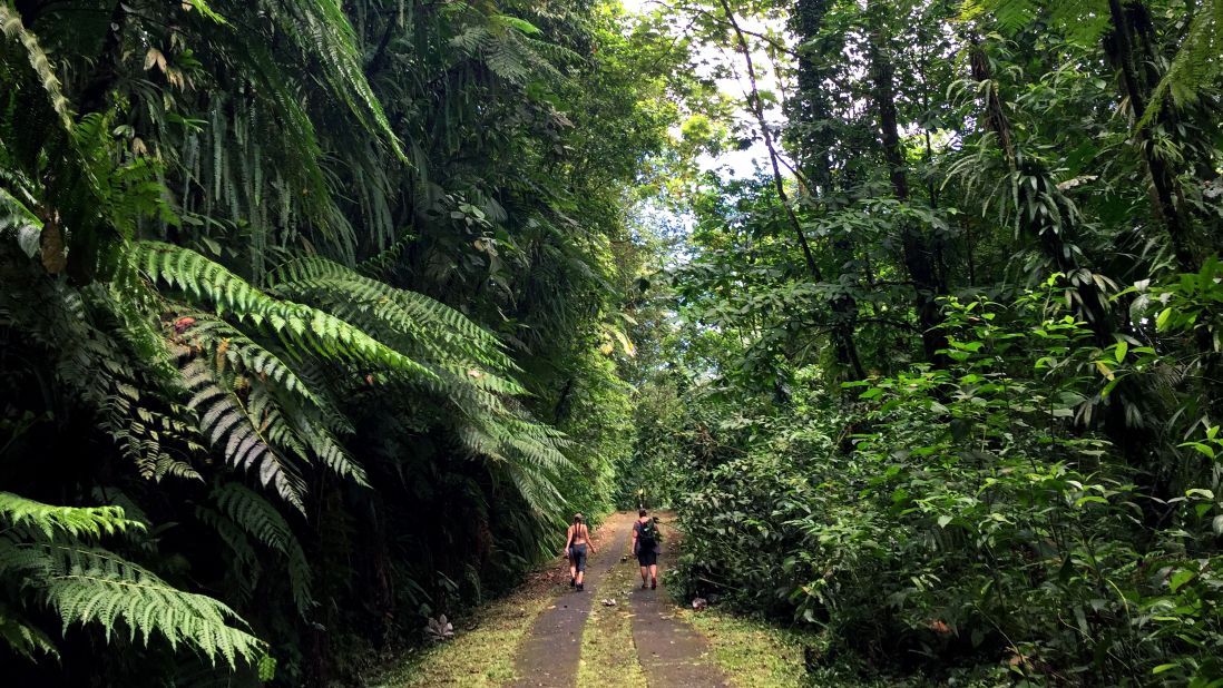 <strong>Escape into nature:</strong> Trade in sandals for hiking shoes to explore the rainforest at Guadeloupe's National Park. Route de la Traversée provides access to some of the island's natural attractions.