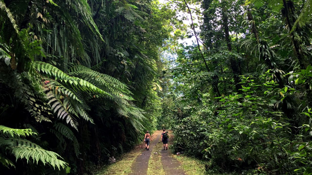 Trade in sandals for hiking shoes to explore the rainforest at Guadeloupe's National Park. Route de la Traversée provides access to some of the island's natural attractions.