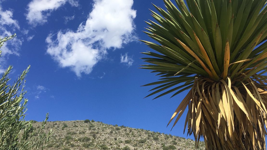 In Coahuila, the views are as nice as the wines.