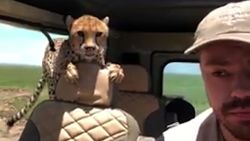cheetah jumps into car on safari