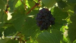 inside Africa South Africa wine old vine project C_00003029.jpg
