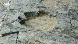 001 Dinosaur footprints found in Scotland    