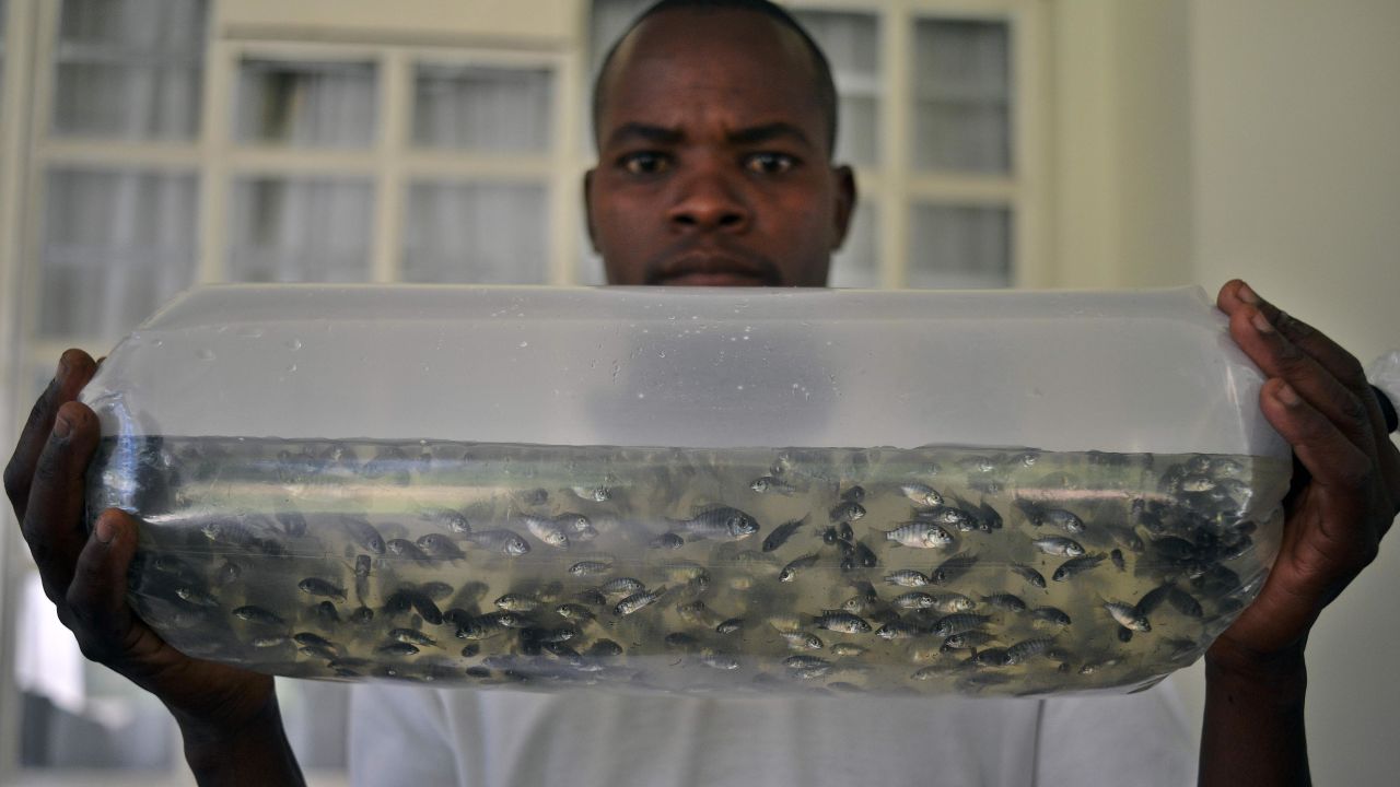 A collection of tilapias. A popular fish in Kenya.