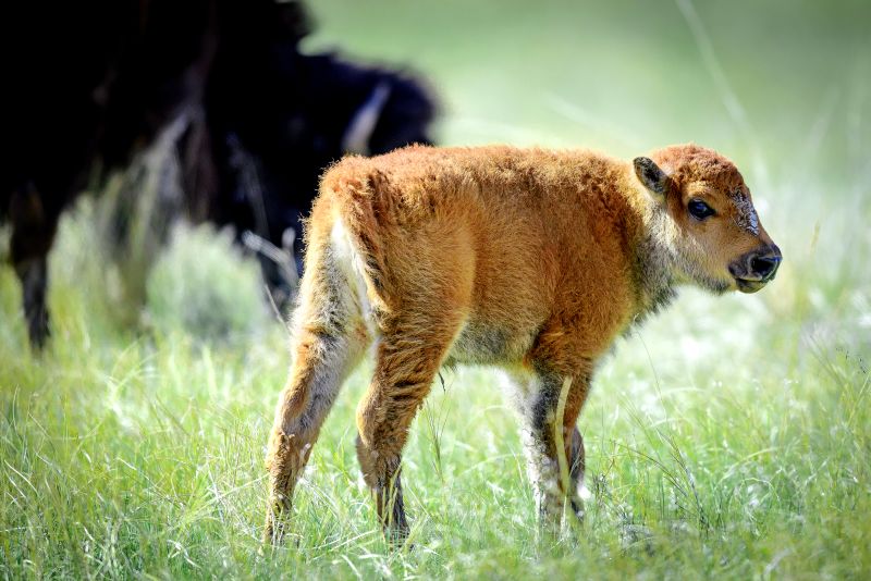 Buffalo bebe 2025