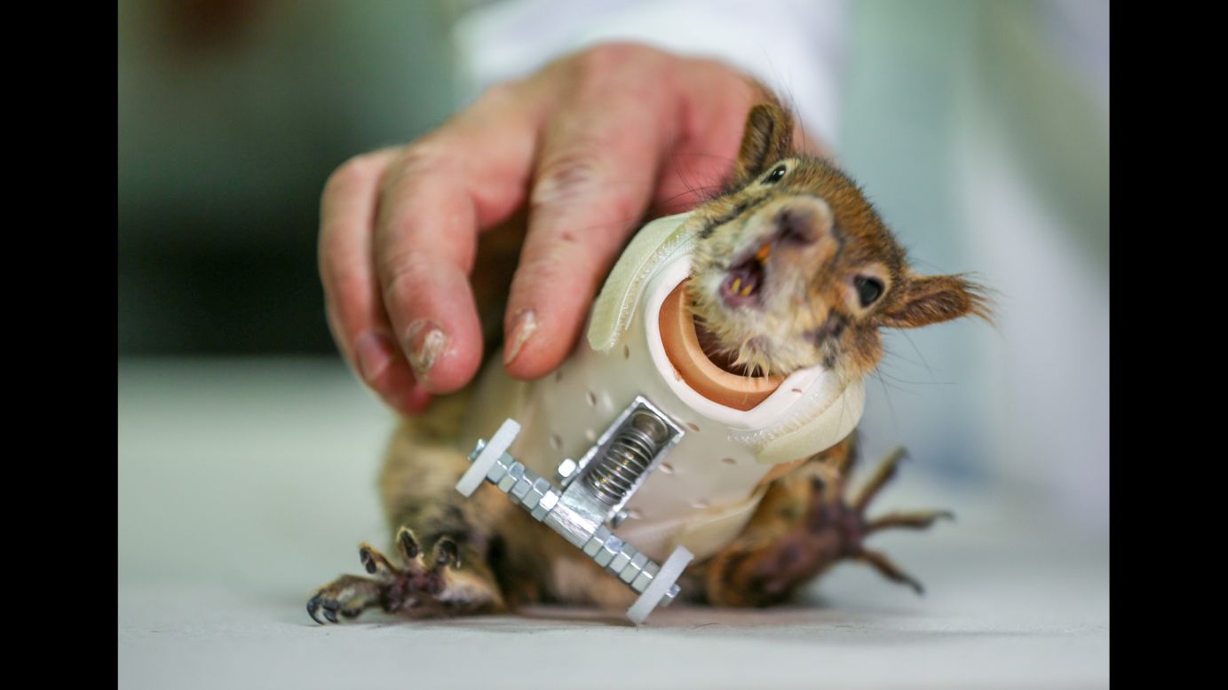 Karamel the squirrel, who lost his front paws in a wild animal trap, wears prosthetic wheels for the first time on Friday, March 30. Karamel received the wheels from orthopedists at Istanbul Aydin University.