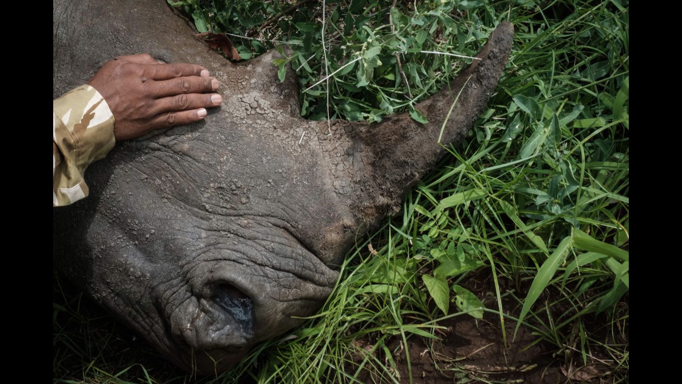 A wildlife ranger covers a rhino's eye just after it was tranquilized at Kenya's Meru National Park on Thursday, April 5. Rangers were notching the rhino's ear for identification purposes. <a href="https://www.cnn.com/interactive/2018/03/world/last-rhino-cnnphotos/" target="_blank">Related story: Saying goodbye to the last male northern white rhino</a>
