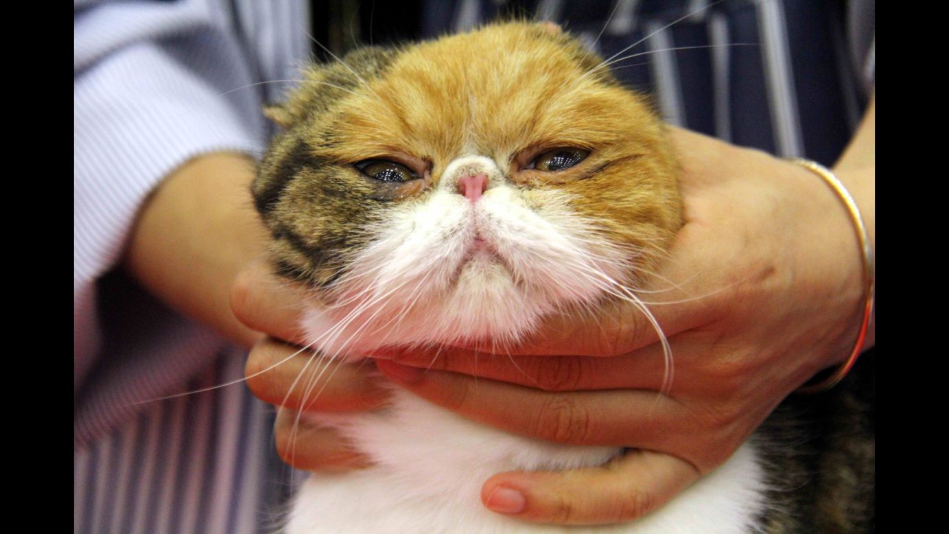 A cat is held during a cat pageant in Wuhu, China, on Saturday, March 31.