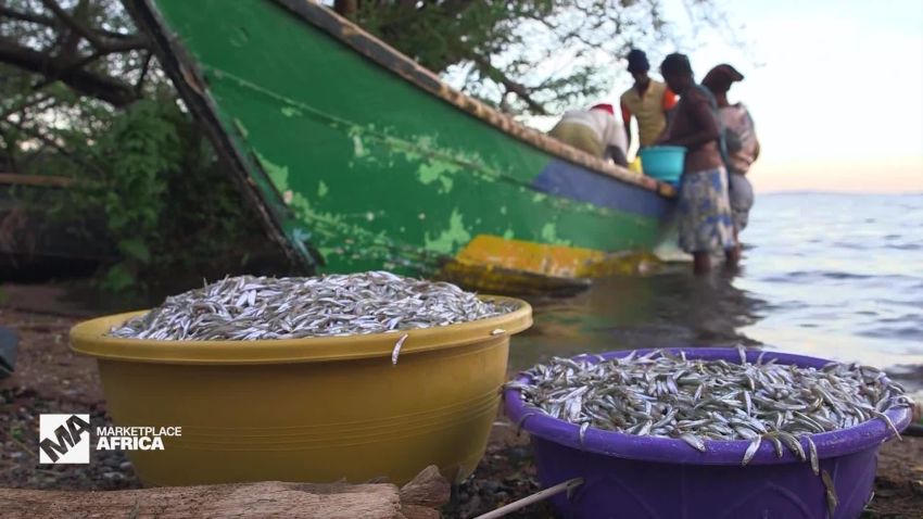 Marketplace Africa Kenya cold chain fish industry A_00025022.jpg