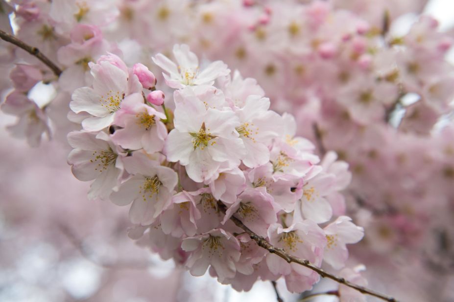 <strong>Blossoms at their peak: </strong>Washington, DC's Japanese flowering cherry trees are predicted to reach peak bloom on April 1. The US capital's National Cherry Blossom Festival runs through April 14.