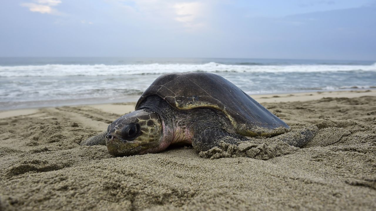 A Oaxacan sea turtle on the shore.