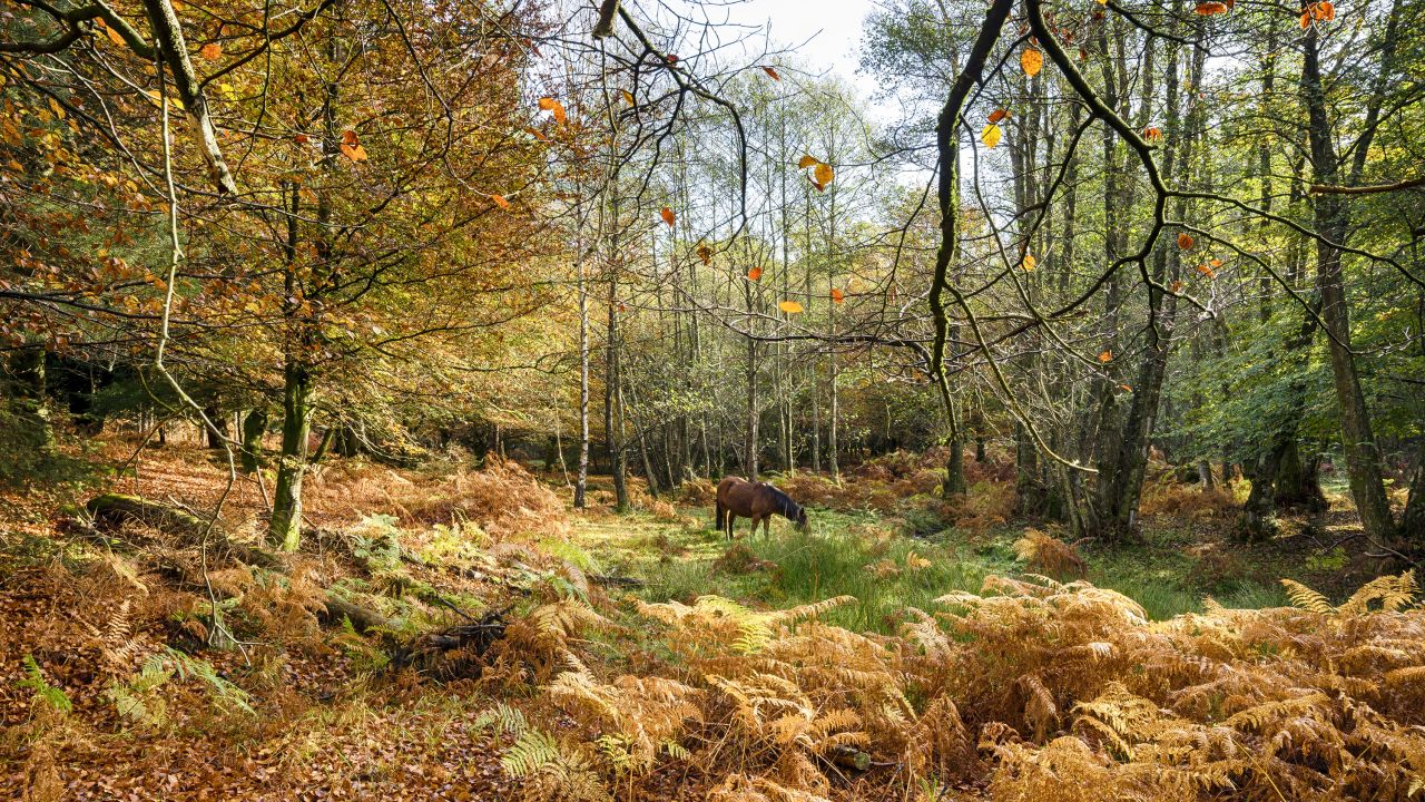 The New Forest is home to the largest concentration of ancient trees in Western Europe.