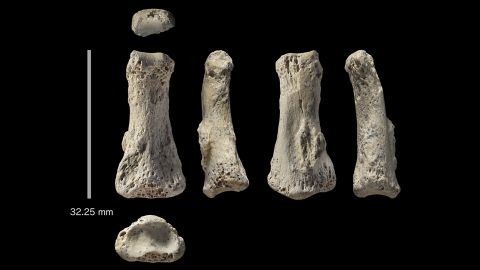 Fossil finger bone from the Al Wusta site, Saudi Arabia.