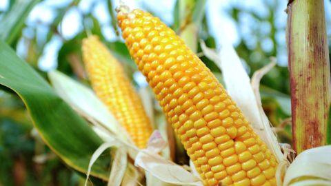 Less than 2% of sweet corn, the second-cleanest produce, showed detectable levels of pesticides. Because a small portion of corn is grown from genetically modified seeds, the group suggests that those who wish to avoid genetically altered foods buy organic corn.