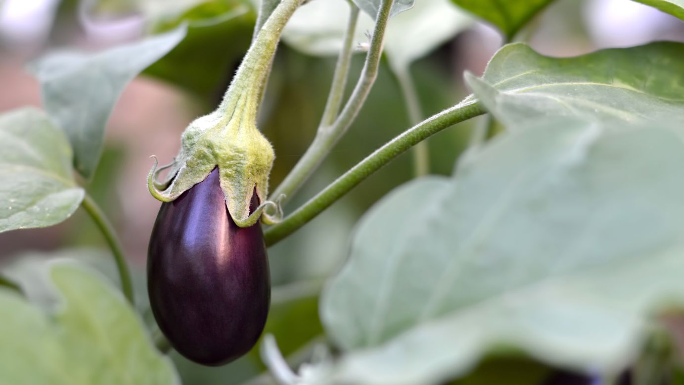 This year, eggplants rank seventh on the Clean 15 list. Research on the effects of pesticides on organisms is ongoing, and there is not a complete understanding of whether there is a particular amount of pesticides considered to be safe.