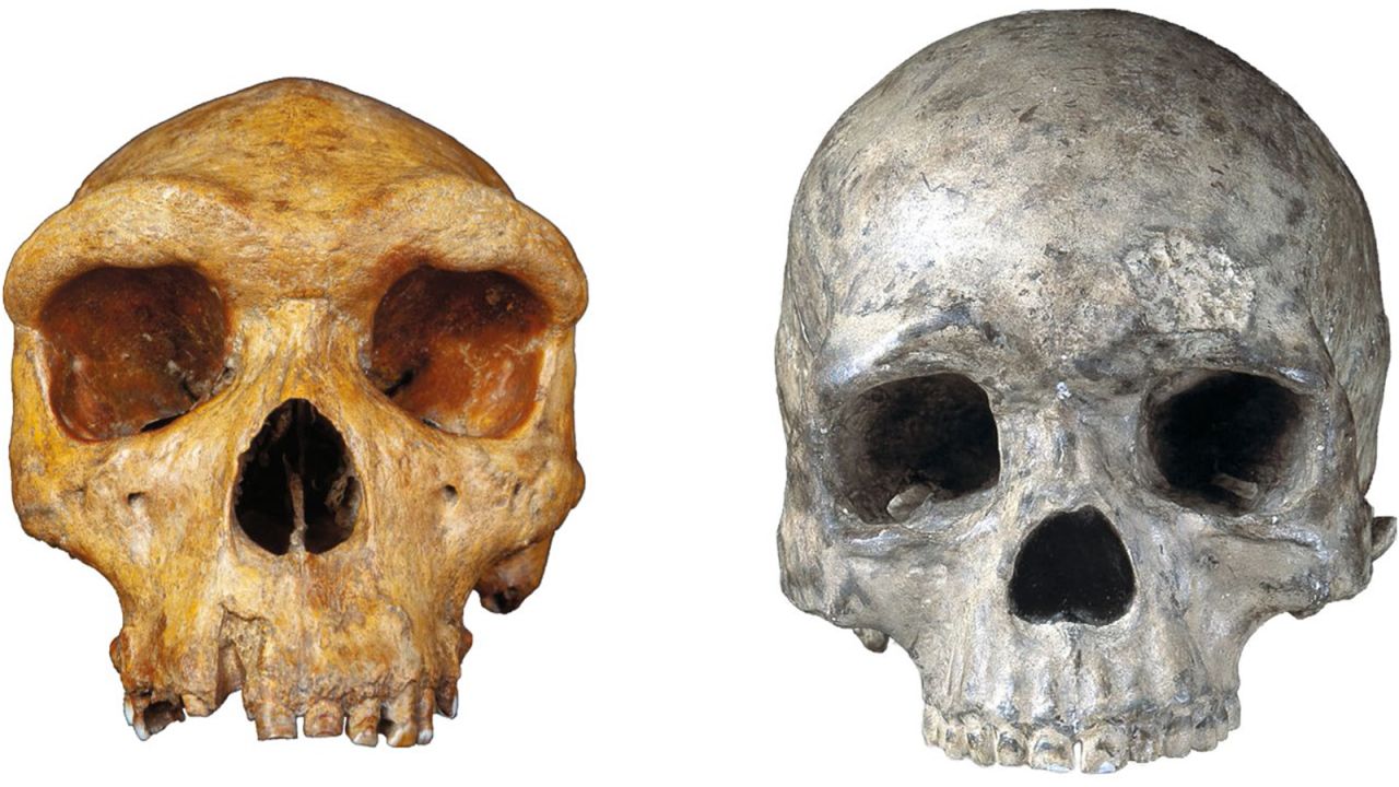 On the left is a fossilized skull of our hominin ancestor Homo heidelbergensis, who lived 200,000 to 600,000 years ago. On the right is a modern human skull. Hominins had pronounced brow ridges, but modern humans evolved mobile eyebrows as their face shape became smaller.