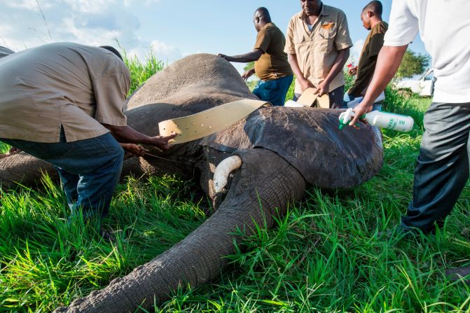 The collaring team attaches a GPS collar to an immobilized elephant.