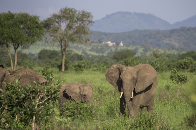 An elephant herd in Mikumi National Park, Tanzania.