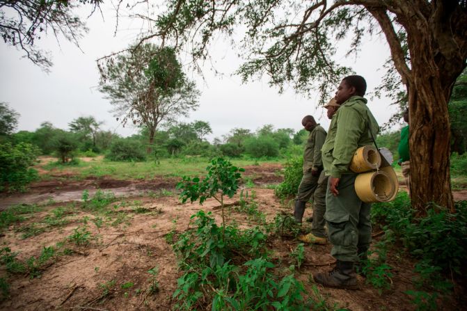 The elephant collaring team tracks an elephant on village land next to Mikumi National Park, Tanzania. 