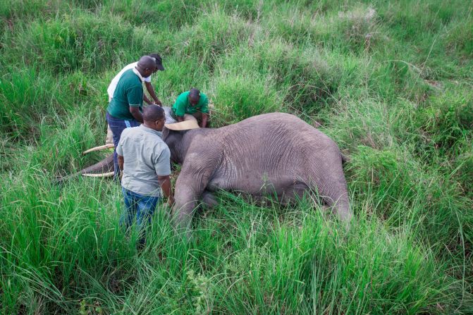 The ground crew attaches a GPS collar to a female elephant (20 years old).