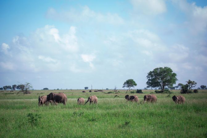 A herd of elephants in Mikumi National Park, Tanzania.