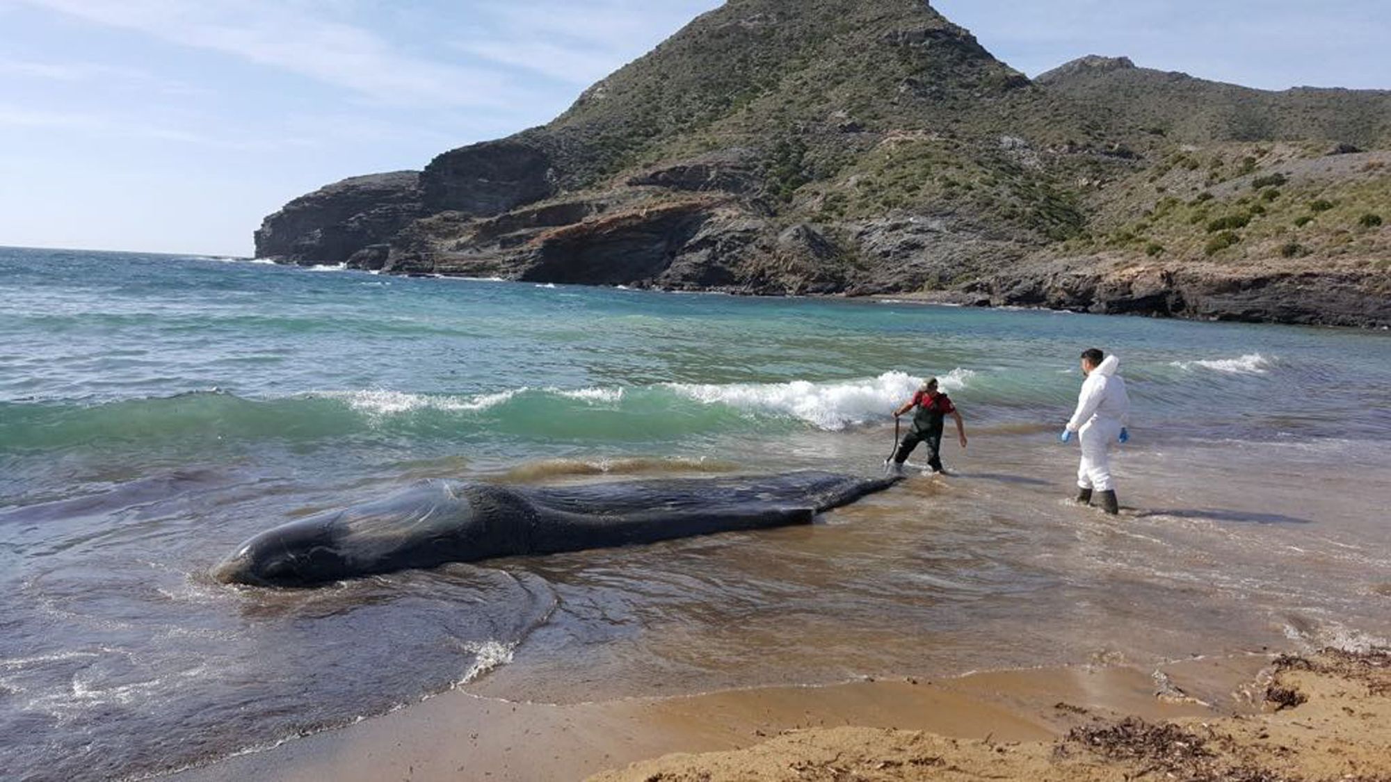 A sperm whale that washed up on a beach in Spain had 64 pounds of plastic  and waste in its stomach